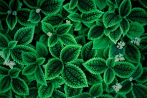 Odstíny zelené - Fotograf roku - Kreativita - III.kolo - Zelený cvak
