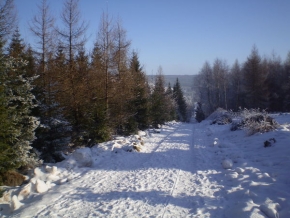 A zima je krásná - Lesní cesta