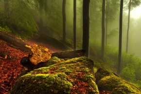 Odstíny zelené - Fotograf roku - Top 20 - III.kolo - Strašidelný les