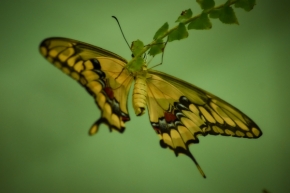 Fotograf roku v přírodě 2020 - Motýl