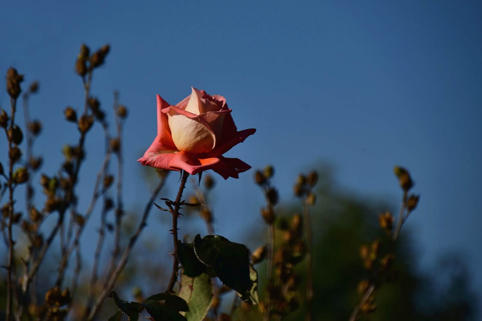 Poslední růže
