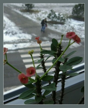 A zima je krásná - Fotograf roku - kreativita - Za oknem