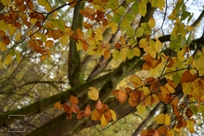 List, listy a listí - podzimní zbarvení