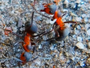 Fotograf roku v přírodě 2020 - Mravenci