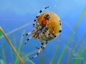 Fotograf roku v přírodě 2020 - pavouk