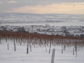 A zima je krásná - Zasněžený vinohrad