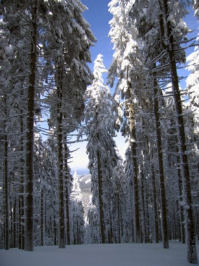 A zima je krásná - Pohled z lesa