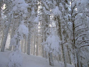 A zima je krásná - Zasnezeny les