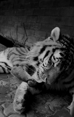 Děti a zvířata - Tygr 