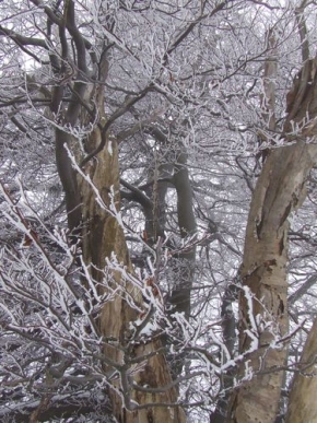 A zima je krásná - Zimní stromy