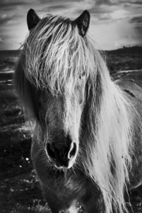 Nikola Liberdová - Islandský kůň