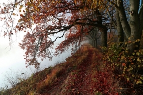 List, listy a listí - Když cesta míří do mlhy
