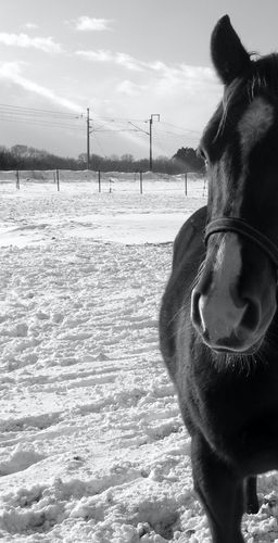 A zima je krásná - Zima koňskýma očima...