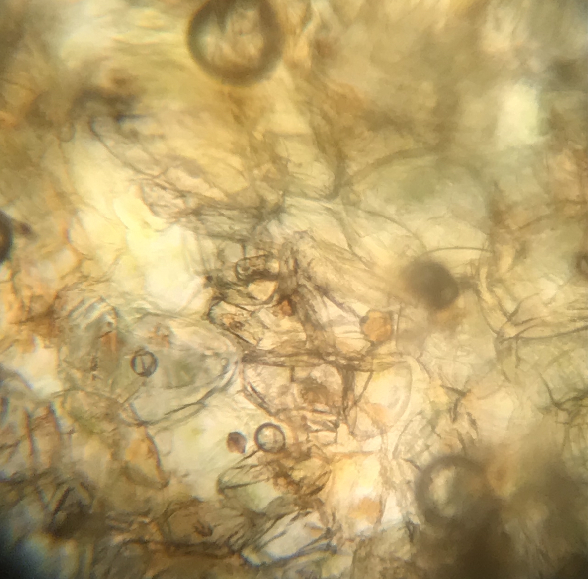 kiwi pod mikroskopem