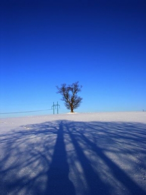 A zima je krásná - Strom v poli