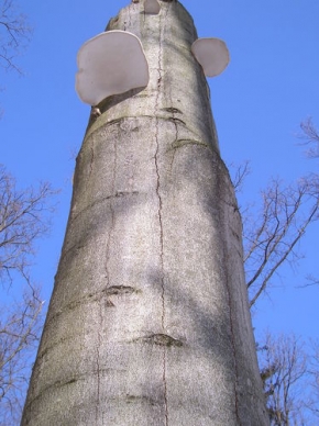 Martin Homola - Ušatý strom