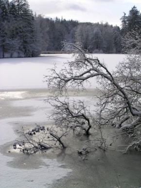 A zima je krásná - Rybníky na Botiči v Průhonickém parku