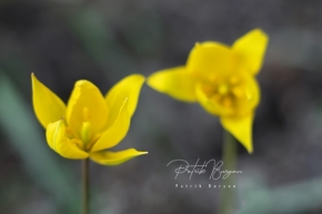 Fotograf roku v přírodě 2020 - Tulipa sylvestris