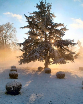 A zima je krásná - Energie stromu