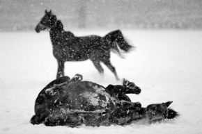 A zima je krásná - Fotograf roku - Koňské hrátky
