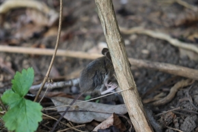 Respekt k přírodě - Balancující myš