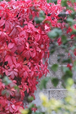 List, listy a listí - Barevný podzim