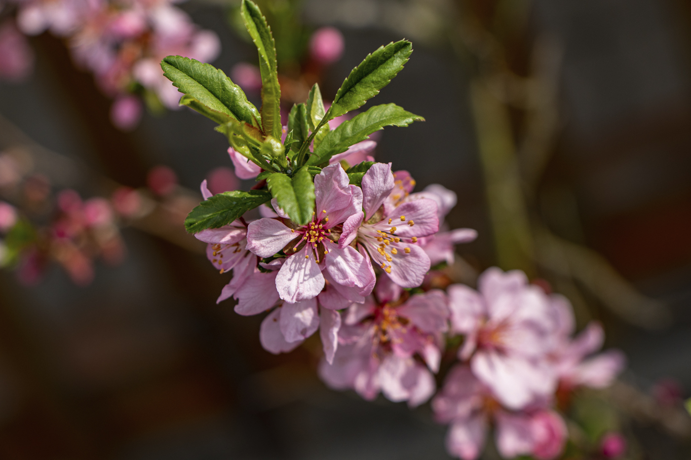 Jarní lístečky na kvetoucí třešni