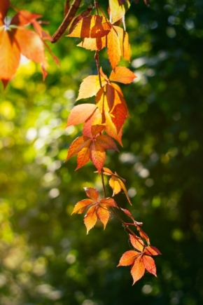 List, listy a listí - Podzimní slunce