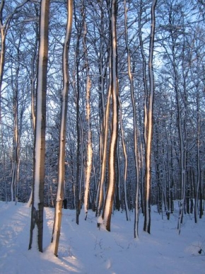 A zima je krásná - Stromy v zimě