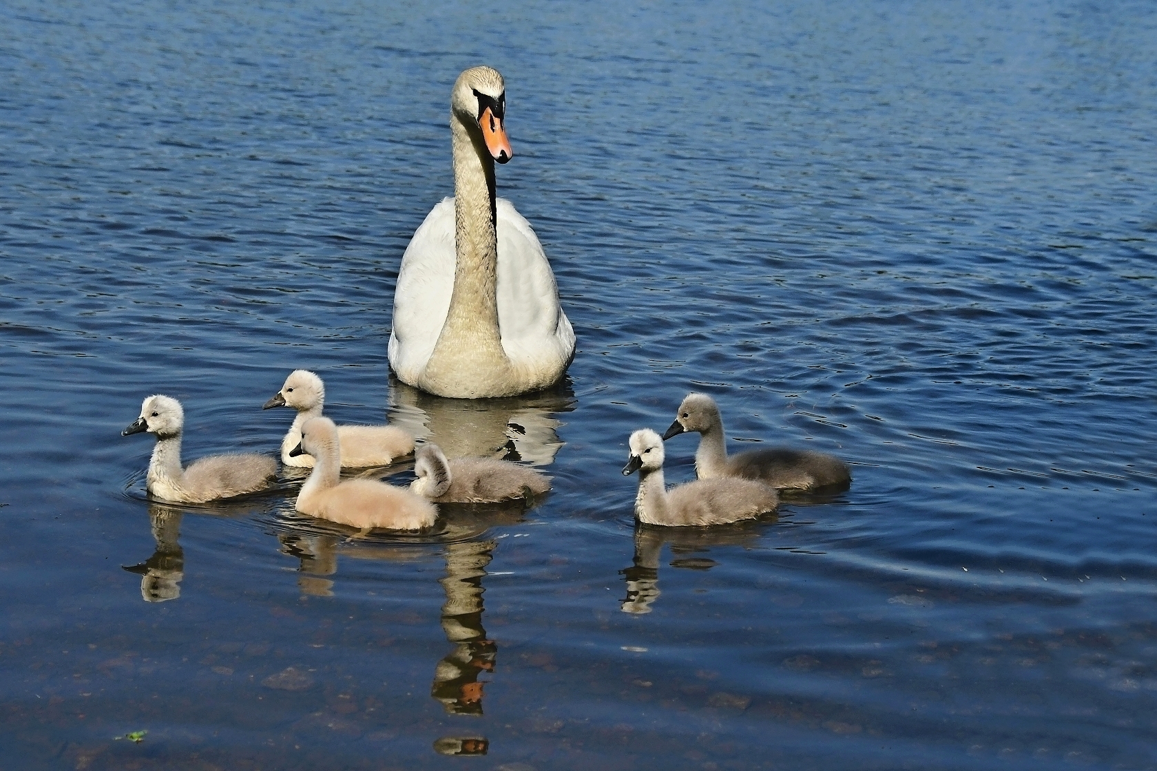 Rodinka na vodě