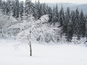 A zima je krásná - Strom