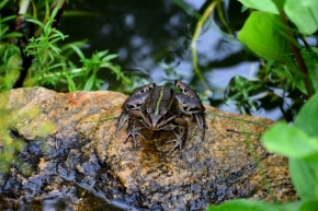 Respekt k přírodě - Žabí princ