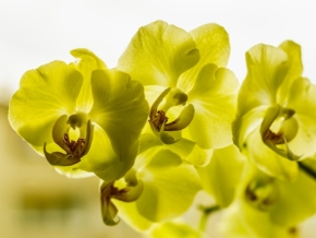 Jan Kliner - Žlutá orchidej
