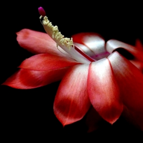 roland meneghel - květ kaktusu