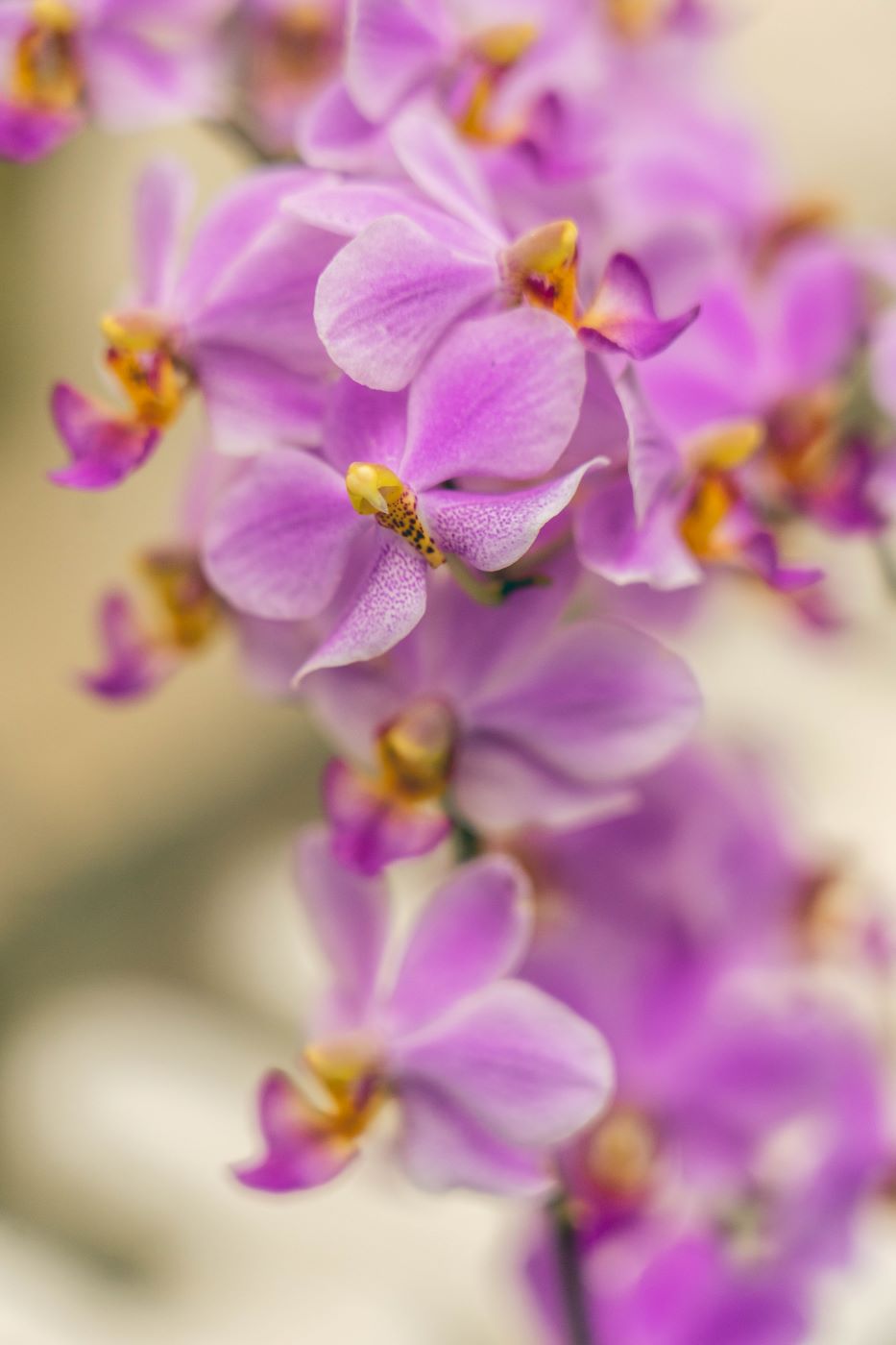Orchidejová krása