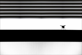 Pohled z okna - Fotograf roku - Kreativita - I.kolo - čierne na bielom: pripravená otravovať