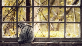 Pohled z okna - Kočka v okně