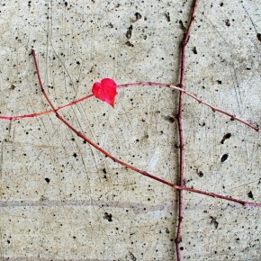 Srdce a lásky čas - Fotograf roku - Kreativita - V.kolo - Bez názvu
