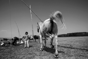 Život se zvířaty - Fotograf roku - Kreativita - VI.kolo - Aj koňa máme