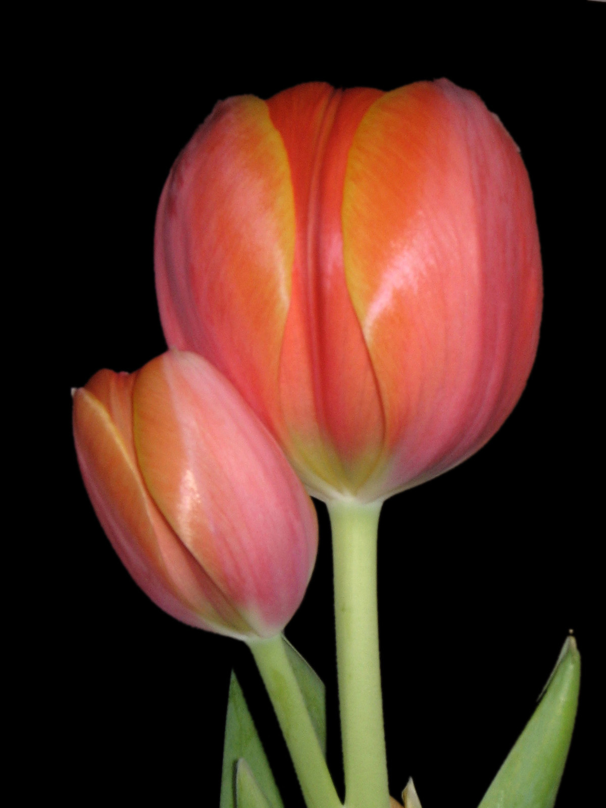Tulipánek