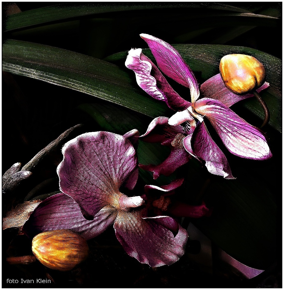 Orchidej...