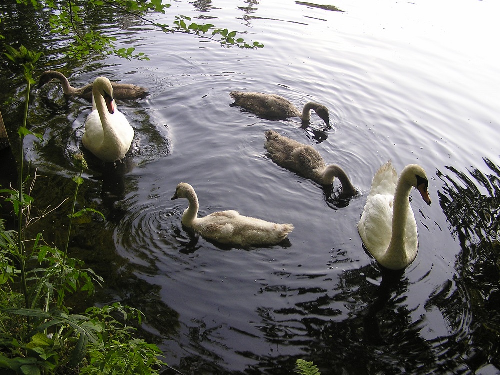 labutě na rybníku Houkvice