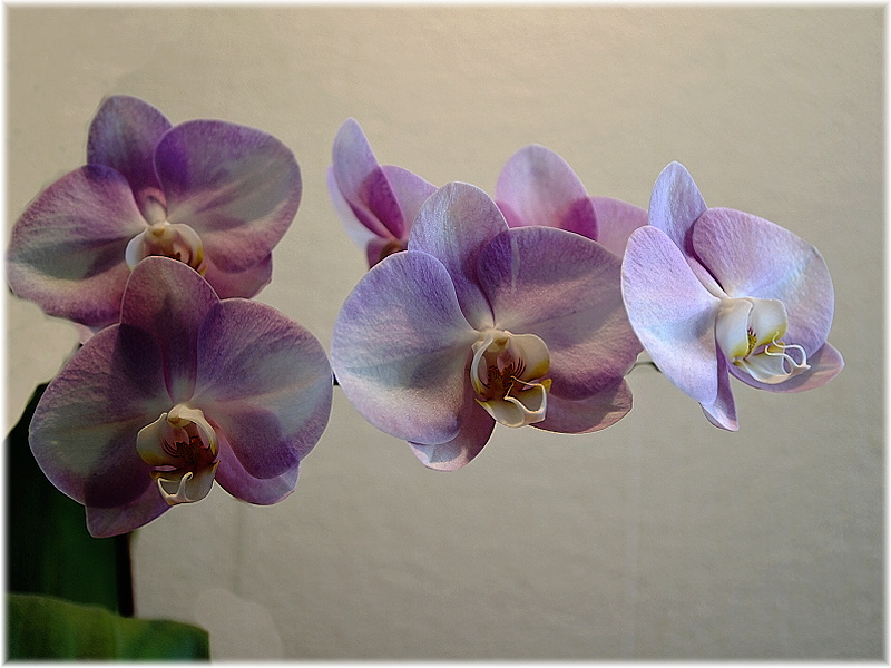 Orchideje u nás doma