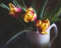 Fotohrátky s tulipány 1