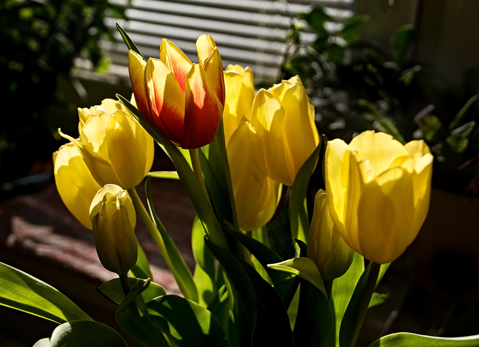 Fotohrátky s tulipány 2