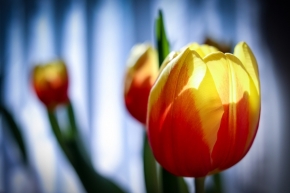 Domácí květiny - Blančin tulipán