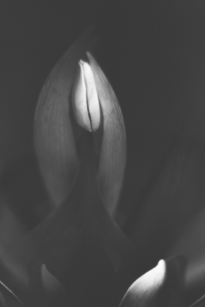 Domácí květiny - Fotograf roku - Kreativita - IV.kolo - tulipán