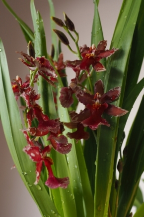 Domácí květiny - Orchidea III
