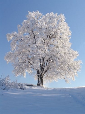Kouzlení zimy - Strom