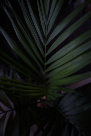 Domácí květiny - Palmové listy